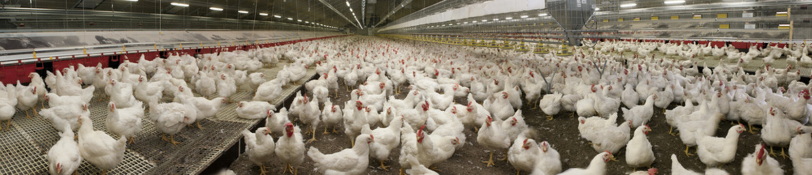Chicken Multiplication. Poultry at modern Dutch stable. Farming. Chicken barn. Panorama. Netherlands