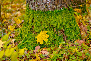 мох на стволе
