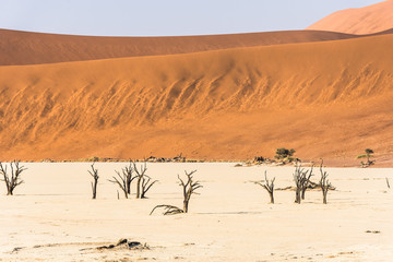 Fototapeta na wymiar Distant dead dry trees of DeadVlei valley at Namib desert
