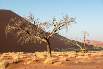 Fototapeta na wymiar Close view of dry trees and plants during Namibian winter