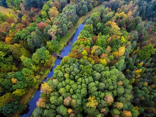 Fotobehang autumn forest © fantasmagoria86