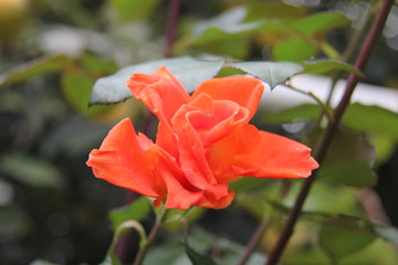 orange rose flower
