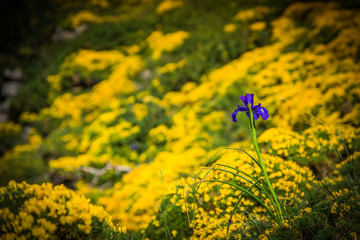 Obraz premium blue flowers field on a mount slope