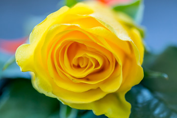 Yellow Roses For the groomsman in the wedding