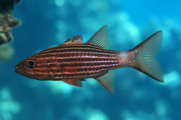 Large toothed cardinalfish