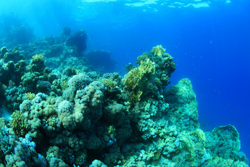 Naklejka na ściany i meble Tropical coral reef