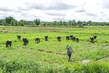 Asian farmer with buffaloes