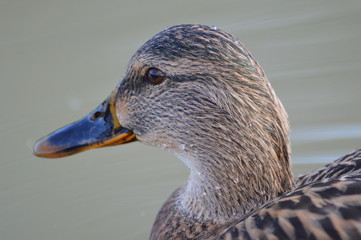 canard