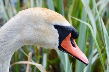 Kn&ouml;lsvan mute swan