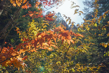 Fototapeta na wymiar Autumn leaves color changes