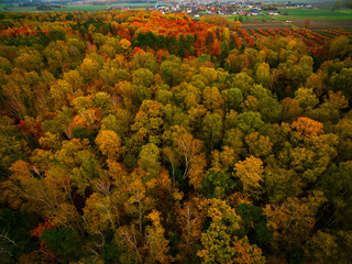 autumn forest