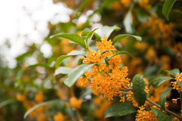 osmanthus, Pleasant aroma