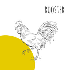 Fototapeta na wymiar Rooster cock vector isolated sketch. New Year Symbol