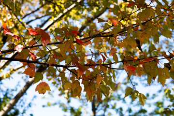 koyo - The leaves turn yellow in the fall.