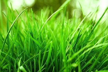 Grass