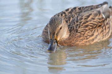 canard