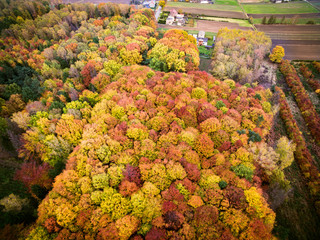 autumn forest