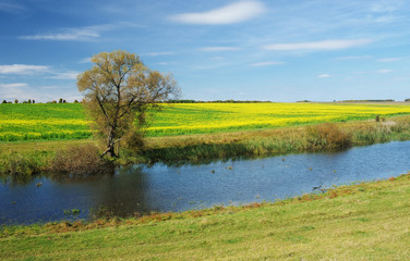 summer landscape with river
