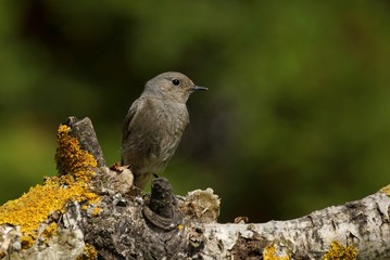 Kopciuszek - (Phoenicurus ochruros)