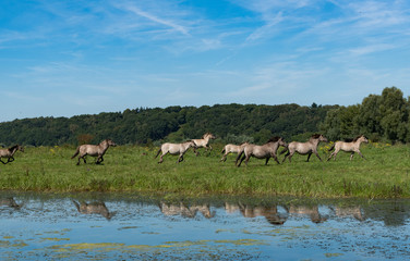 herd of horses