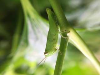 insect macro