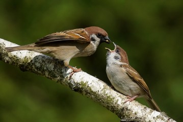 Mazurek -  (Passer montanus)