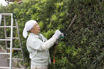 植木剪定