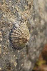 Muschel auf Teneriffa