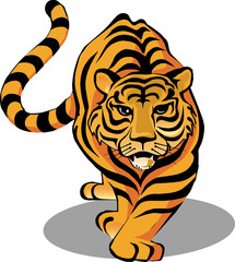 Vector illustration of  Myanmar Tiger