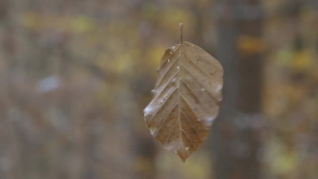 Buchenblatt rotiert an Spinnfaden - Fagus, 4K