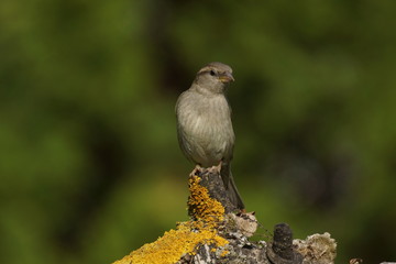 Mazurek -  (Passer montanus) © Artur Bociarski