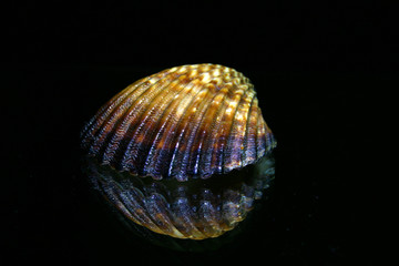Sea shell
