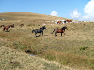 Obraz premium Wild horses