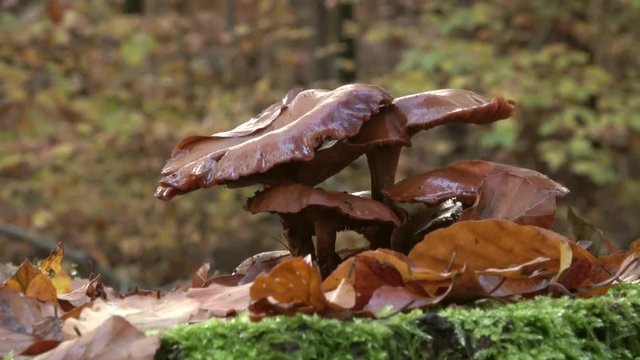 Pilze im Wald - Herbst, 4K