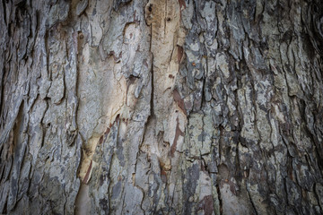 Bark wood texture,life of nature background