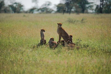 Mother Cheetah and her cubs stalking an Impala (Serengeti, Tanzania)