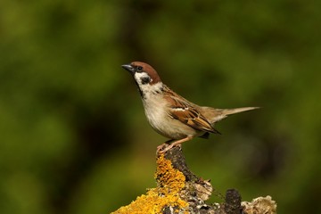 Mazurek -  (Passer montanus)