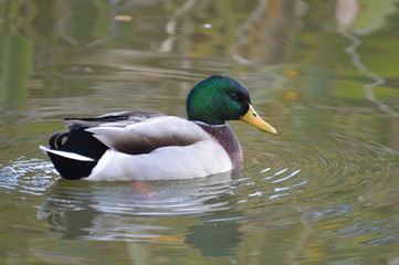 canard