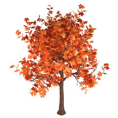 Maple tree with red, yellow and orange autumn leaves, isolated on white background. 3D rendering.