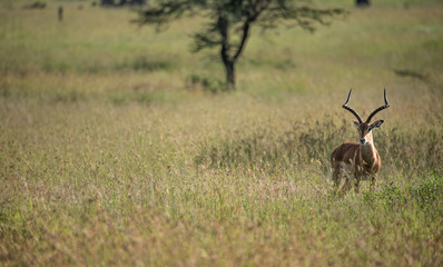 Impala being stalked by Cheetahs (mother and her cubs) in Serengeti