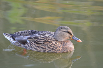 canard