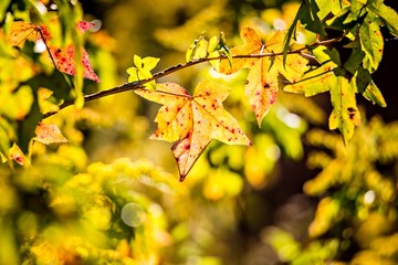 autumn color changing leaves on a tree branch