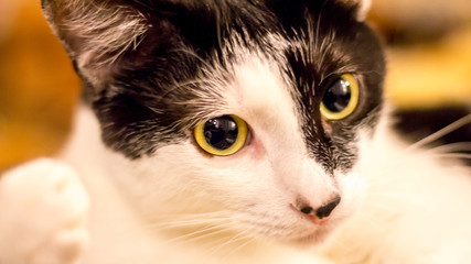 Domestic cat, the kindest and most unpredictable animal © Volodya