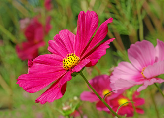 Obraz premium pink cosmos