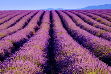 Lavender flower blooming scented fields in endless rows. Valensole plateau, provence, france, europe.