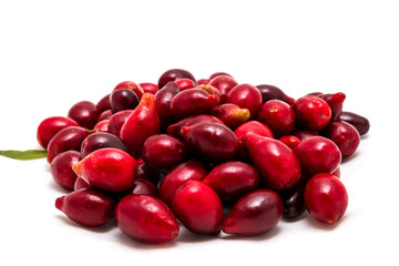 red dogwood berries on a white background