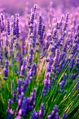 Cercles muraux Campagne Lavande en fleurs dans un champ au coucher du soleil en Provence, France