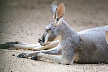 kangaroo relaxing on ground in the sun © digidreamgrafix