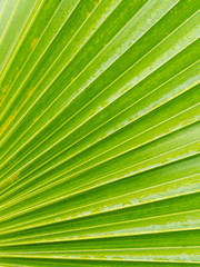 Obraz premium Striped Leaf of Fan Palm Tree
