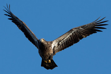 Juvenile Bald Eagle flying